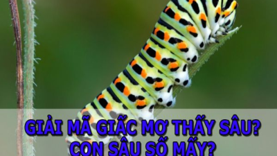 Nằm mơ thấy con sâu và những con số may mắn mà lô thủ nên biết